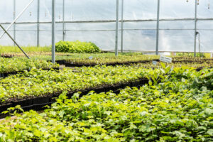 Do you want to learn more about native plants?