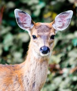 4 Natural Ways to Discourage Deer From Eating Native Plants