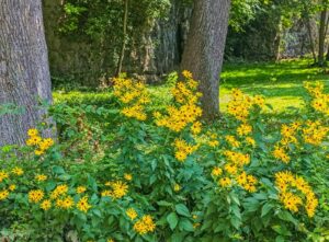 5 Ways to Enrich Your Local Environment with Native Plants