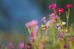  With the right garden design, you can use native plants to establish the landscape of your dreams. 