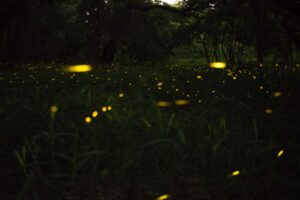 Learn how to attract fireflies to your yard this summer!